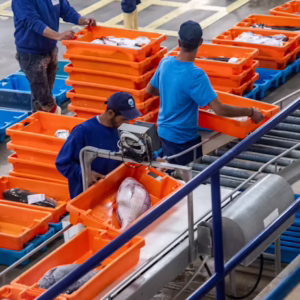 Manual Handling: Picker Packer