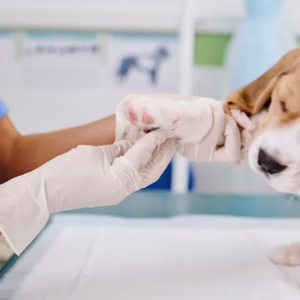 Animal First Aid