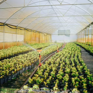 Plant Nursery
