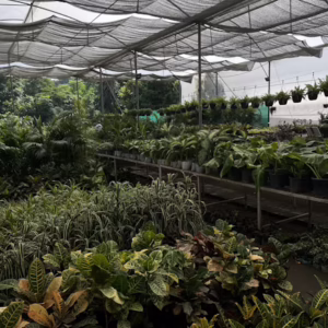 Nursery Manager