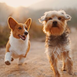 Dog Grooming