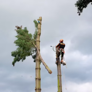 Arboriculture