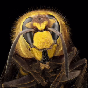 Entomology: Insect Studies
