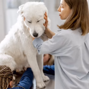 Animal Assisted Therapy Basics