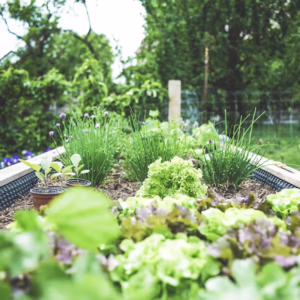 Kitchen Gardening