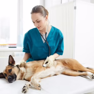 Veterinary Physiotherapy Basics