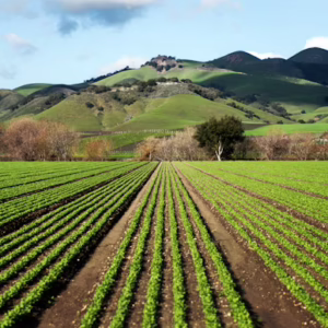 Paralegal - Agricultural