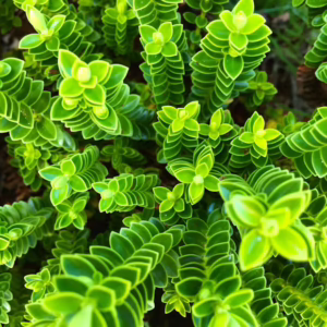Botany