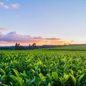 Agriculture
