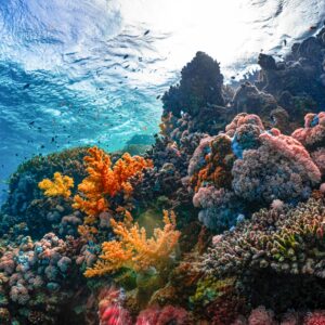 Marine Biology Course