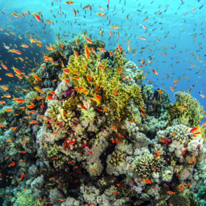 Understanding Oceanography