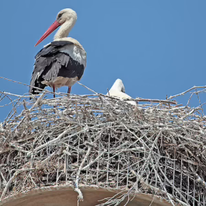 Nests and Nest-Building in Birds