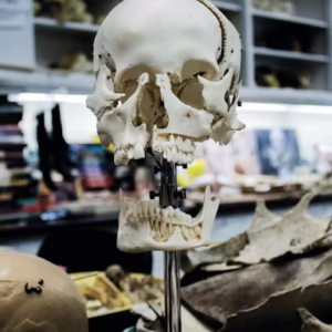 Introduction to Forensic Anthropology