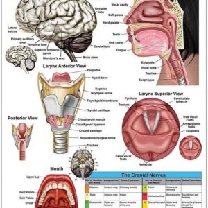 Speech Therapy & Language Development