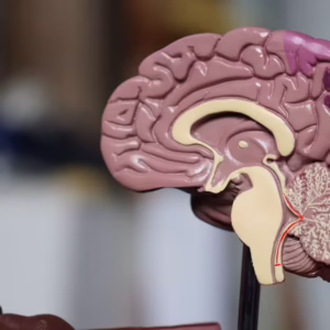 Neuroscience: Understanding the Human Brain