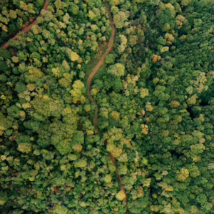 Forestry